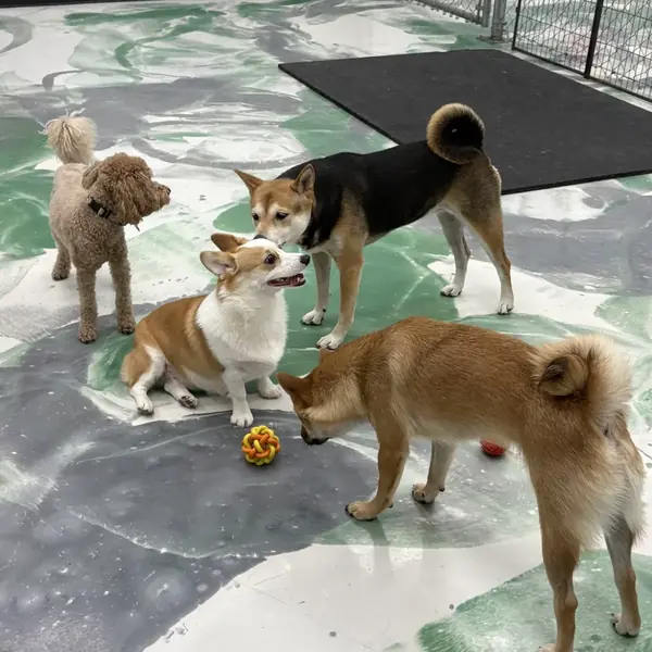 Happy overnight boarder at K9 Rox Club